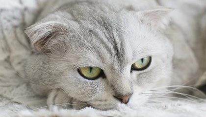 武大杨某媛论文下架后又恢复展示 此前肖同学处分公告被隐藏