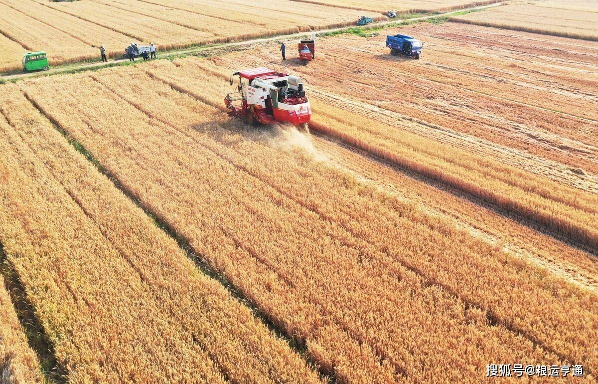 今日小麦价格行情！8月10日