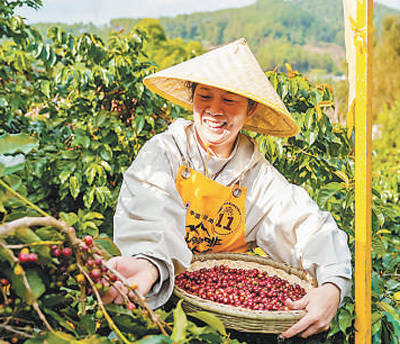 凭借独特风味和品质走俏国际市场——云南咖啡 香飘世界（国际视点）