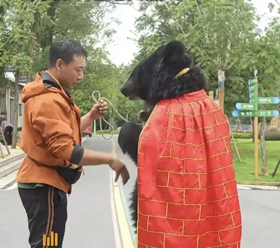 安徽一动物园黑熊披袈裟站立引游客质疑，工作人员：是真熊，人工饲养易出现仿人行为