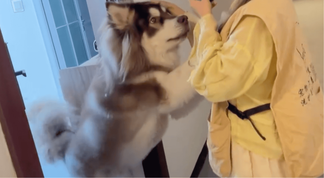 女子上门代喂被100多斤阿拉斯加犬咬伤毁容，牙槽骨和牙齿都被撕咬脱落，狗主人却称→