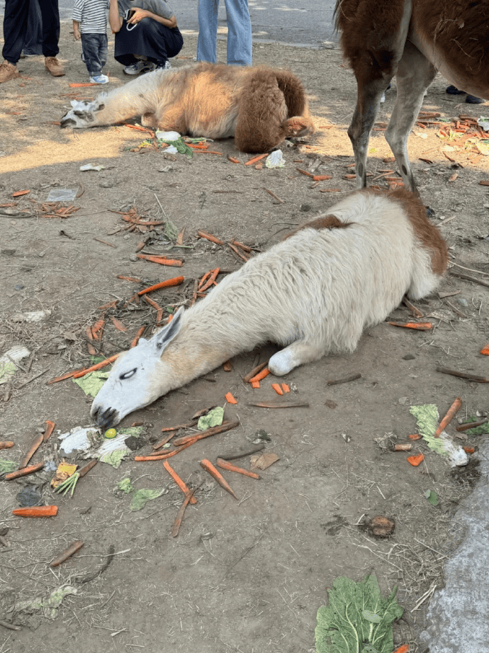 网友称南通一动物园羊驼被投喂吃撑倒地翻白眼，园方回应：确实是吃饱了，“不会撑死，旁边有饲养员在观察”