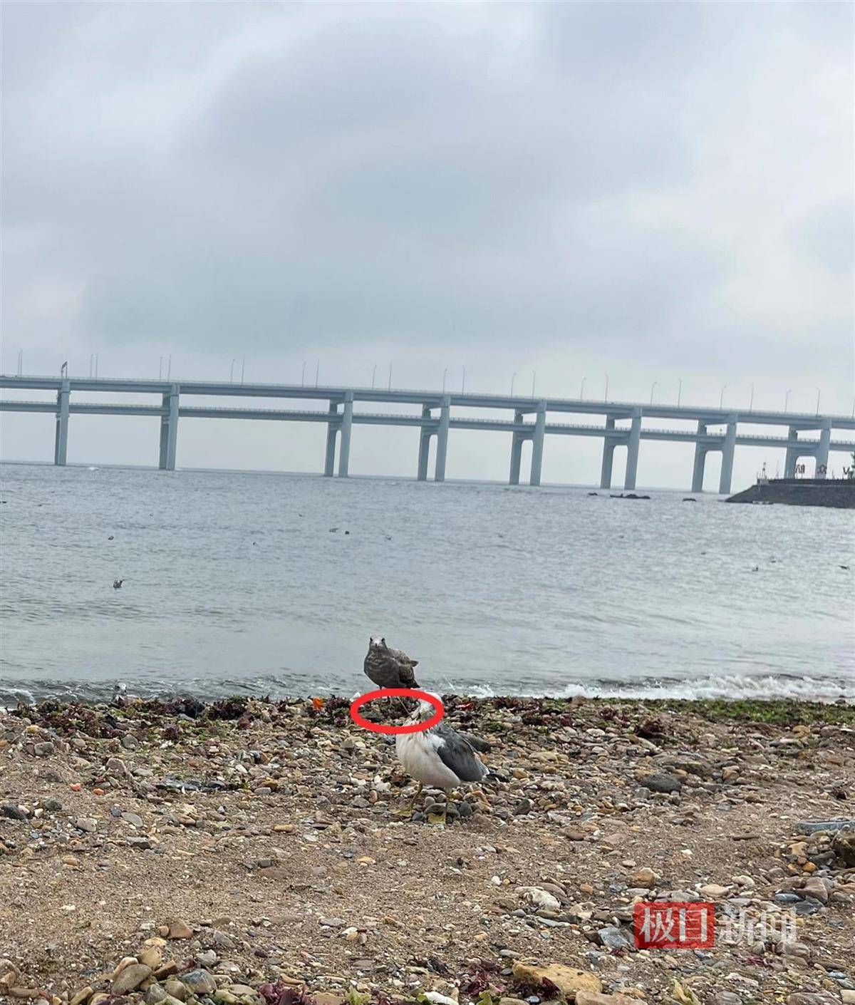 女子游大连接连看到两只海鸥被竹签穿身，呼吁游客不要用竹签插食投喂，当地回应
