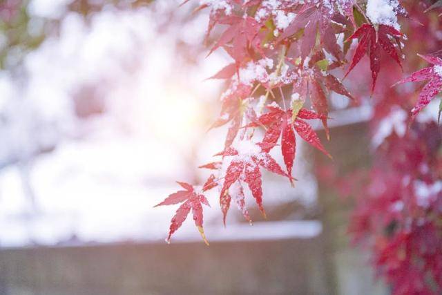 百年难遇“早立冬”来了！有啥讲究？早看早准备！