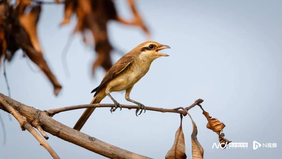 东莞最新发布：将严厉打击这些行为！